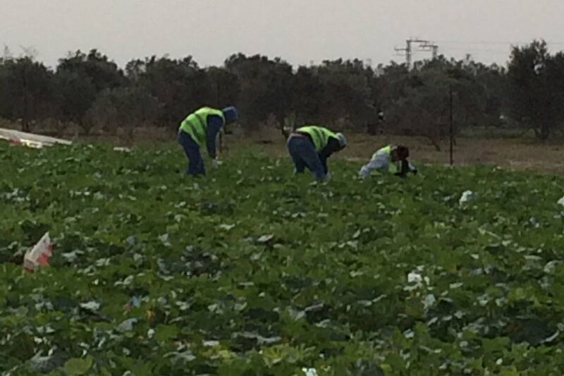Blowin' in the Wind Israel's indiscriminate spraying of weed killer highlights its approach to